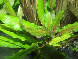 Akváriumi növények - Cryptocoryne wendtii  Wendt vízikelhye